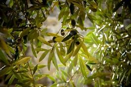 Gałązka z drzewa oliwnego